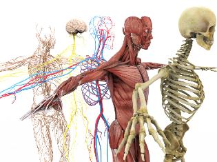 Anatomically correct depiction of the human skeletal, muscular, and nerve system.