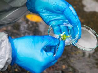 A person holding a petri dish with organic material in it.