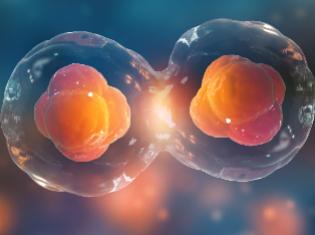 A close up depiction of a cell splitting. 