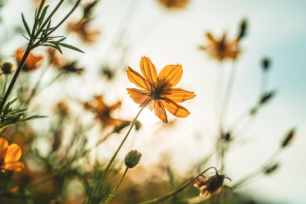 yellow cosmos flowers