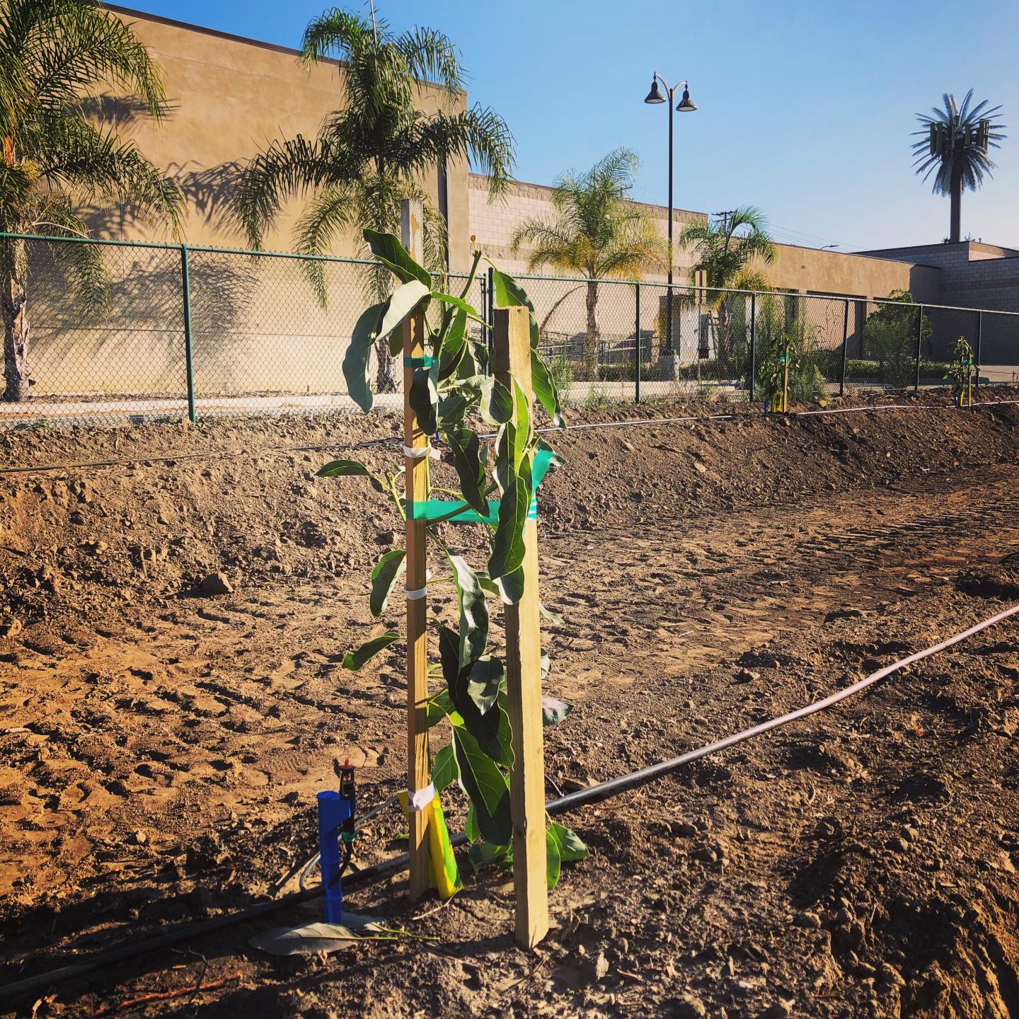 Photo of a growing avocado tree