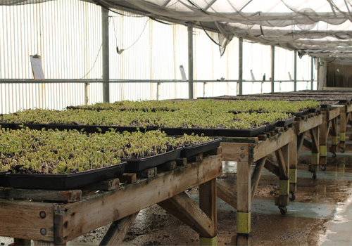 Plants in a greenhouse