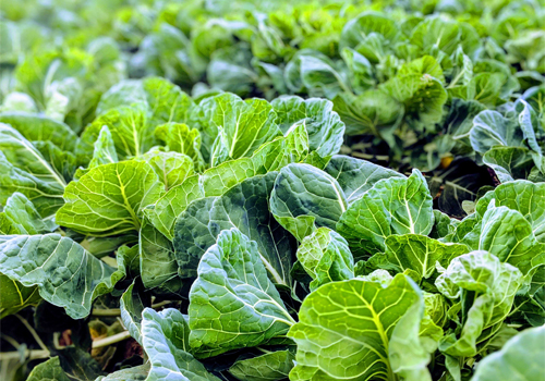 Lettuce crops in a field