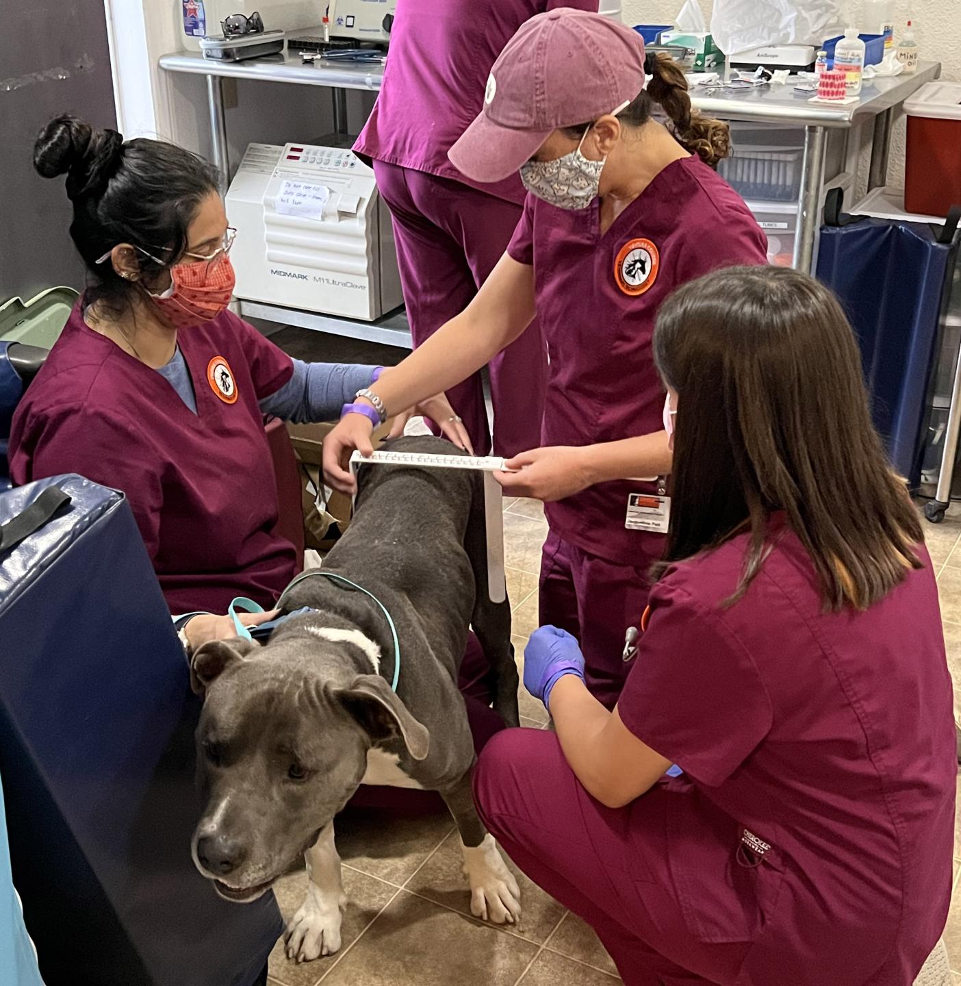 Vet Tech Students measuring dog at Sparc