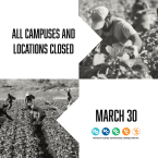 Farmworkers harvesting crops in a field, shown in black and 