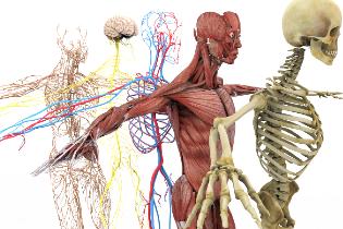 Anatomically correct depiction of the human skeletal, muscular, and nerve system.