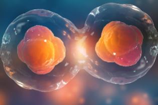 A close up depiction of a cell splitting.