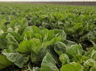 Lettuce Crops in Field