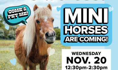 De stress the mini horses are coming Nov 2- 12:30 to 2:30 p.m. Lawn near Guthrie Hall Ventua College