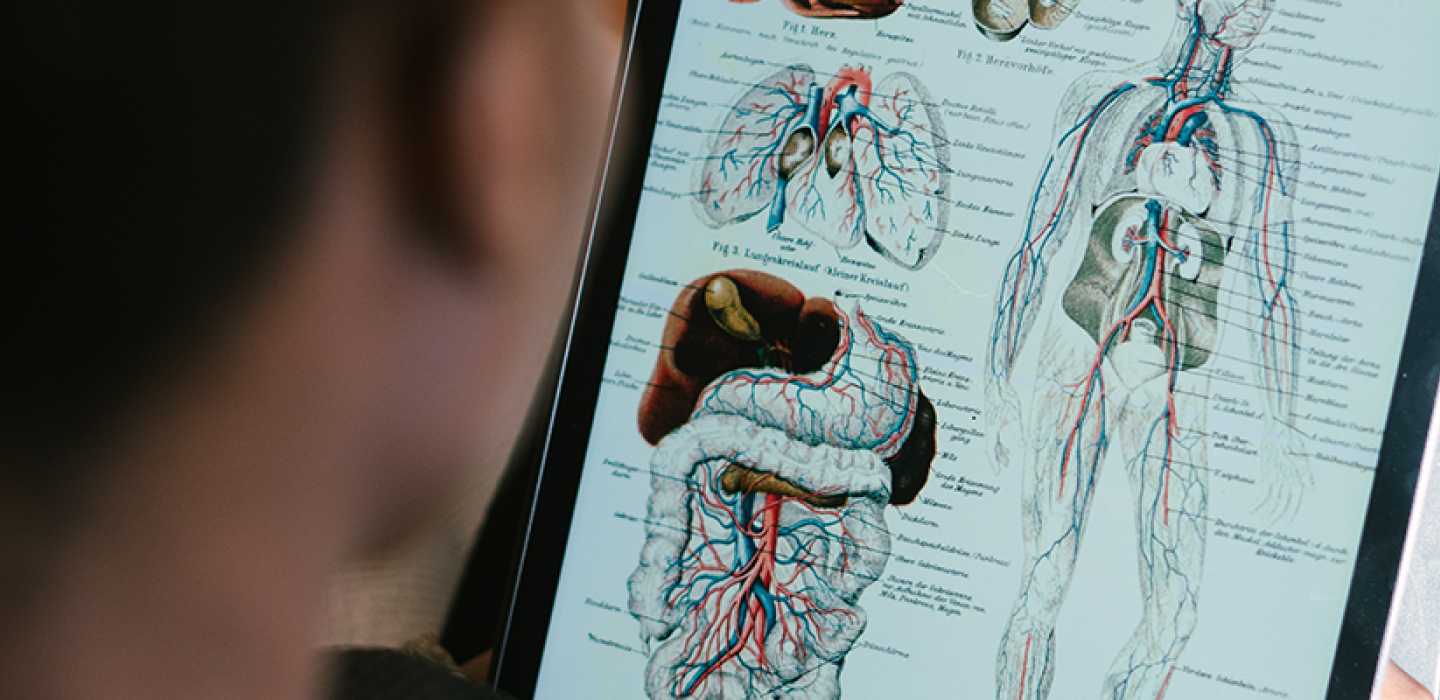 A person studying anatomy on a tablet.