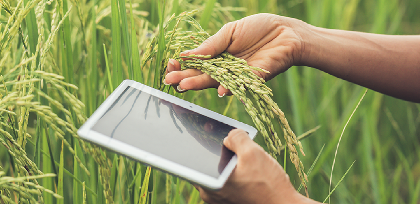 Farmer standing in a rice field with a tablet