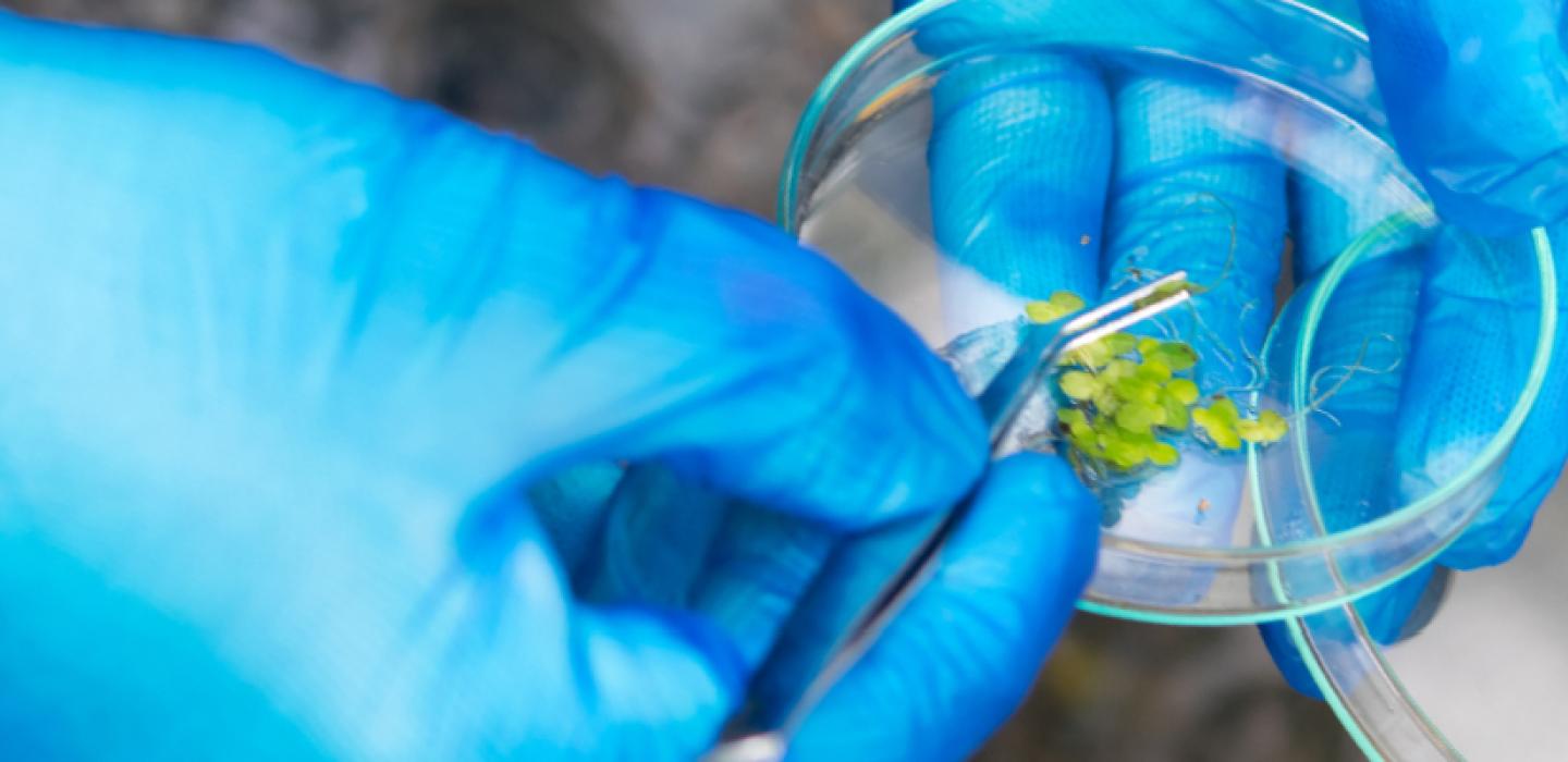 Hands holding a petri dish with organic material in it.