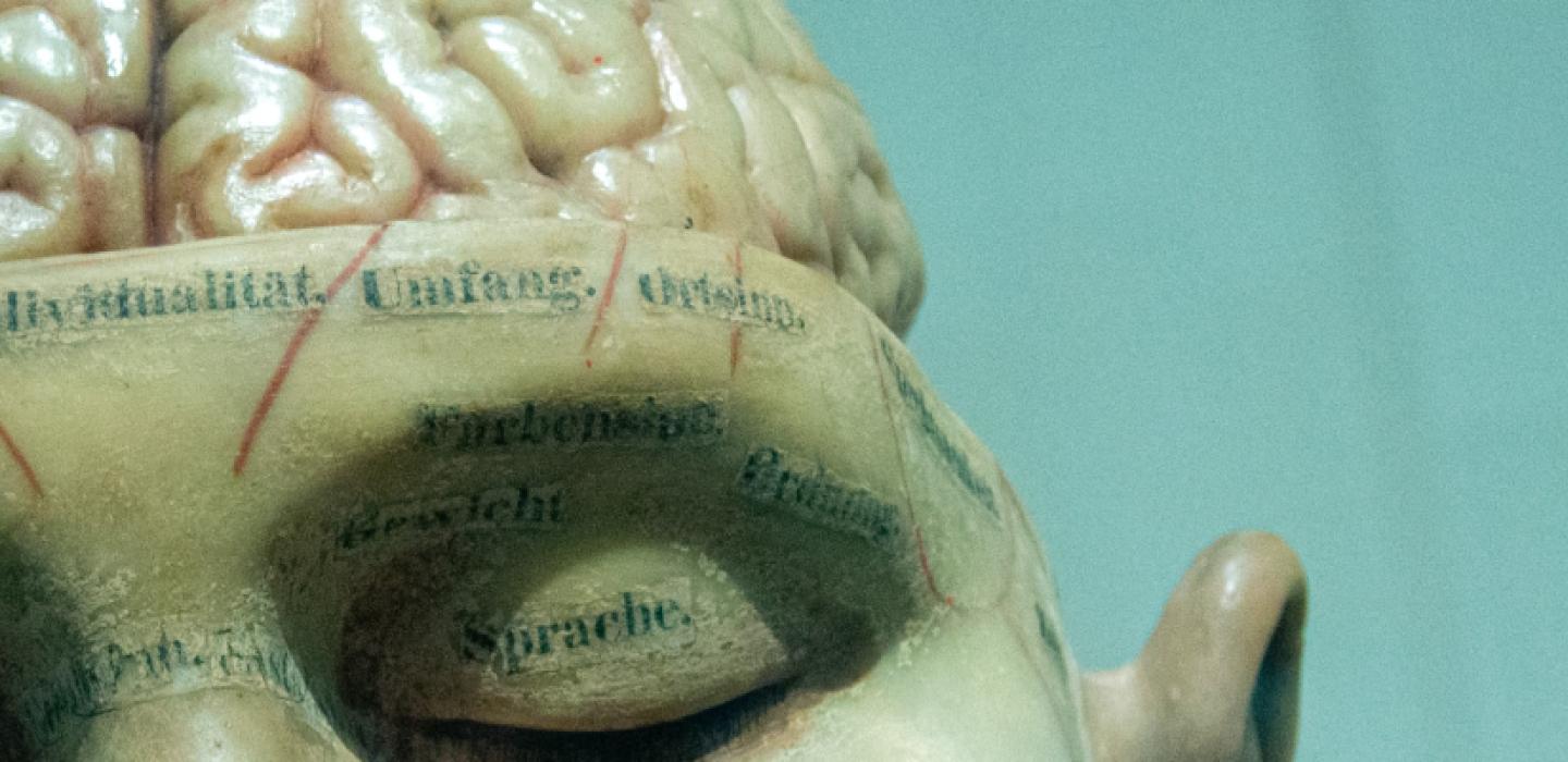 A sculpture of a head with the top half of the brain revealed.