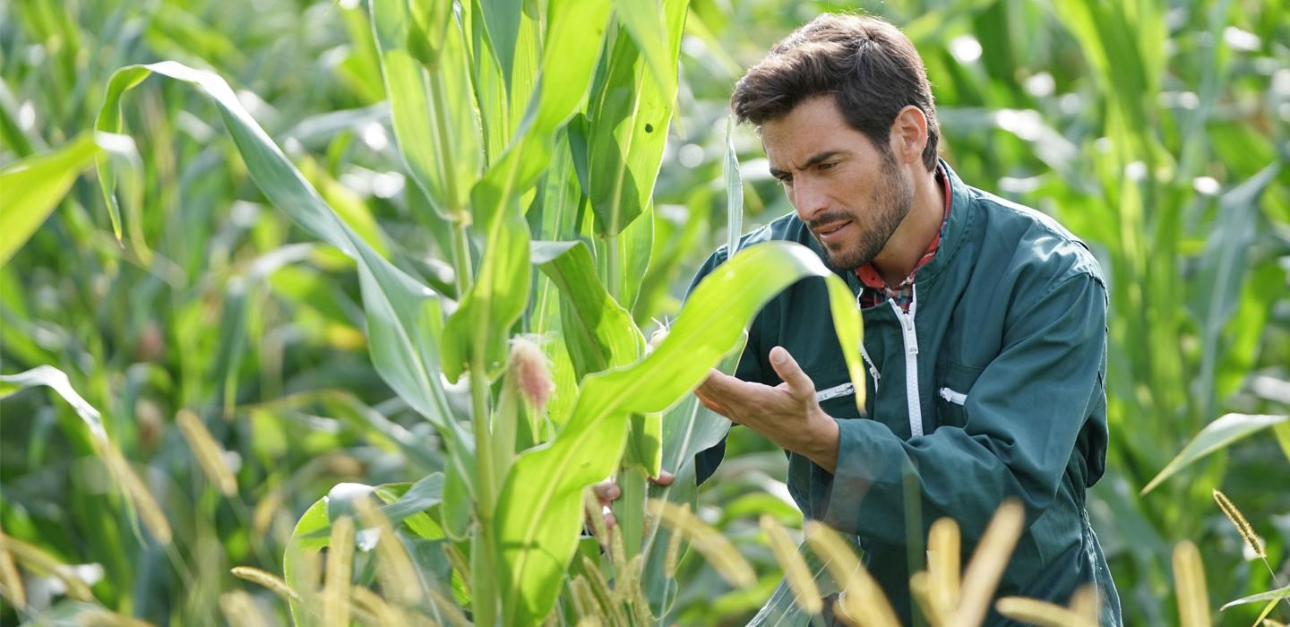 Farmer inspecting crops for pest damage